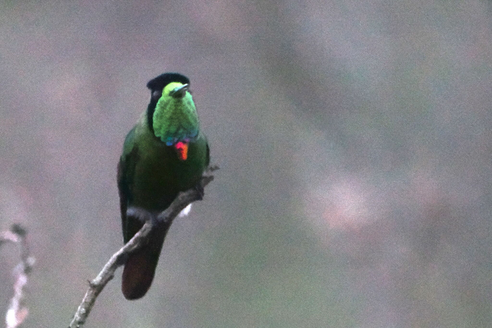 Hooded Visorbearer (Augastes lumachella), photo 5