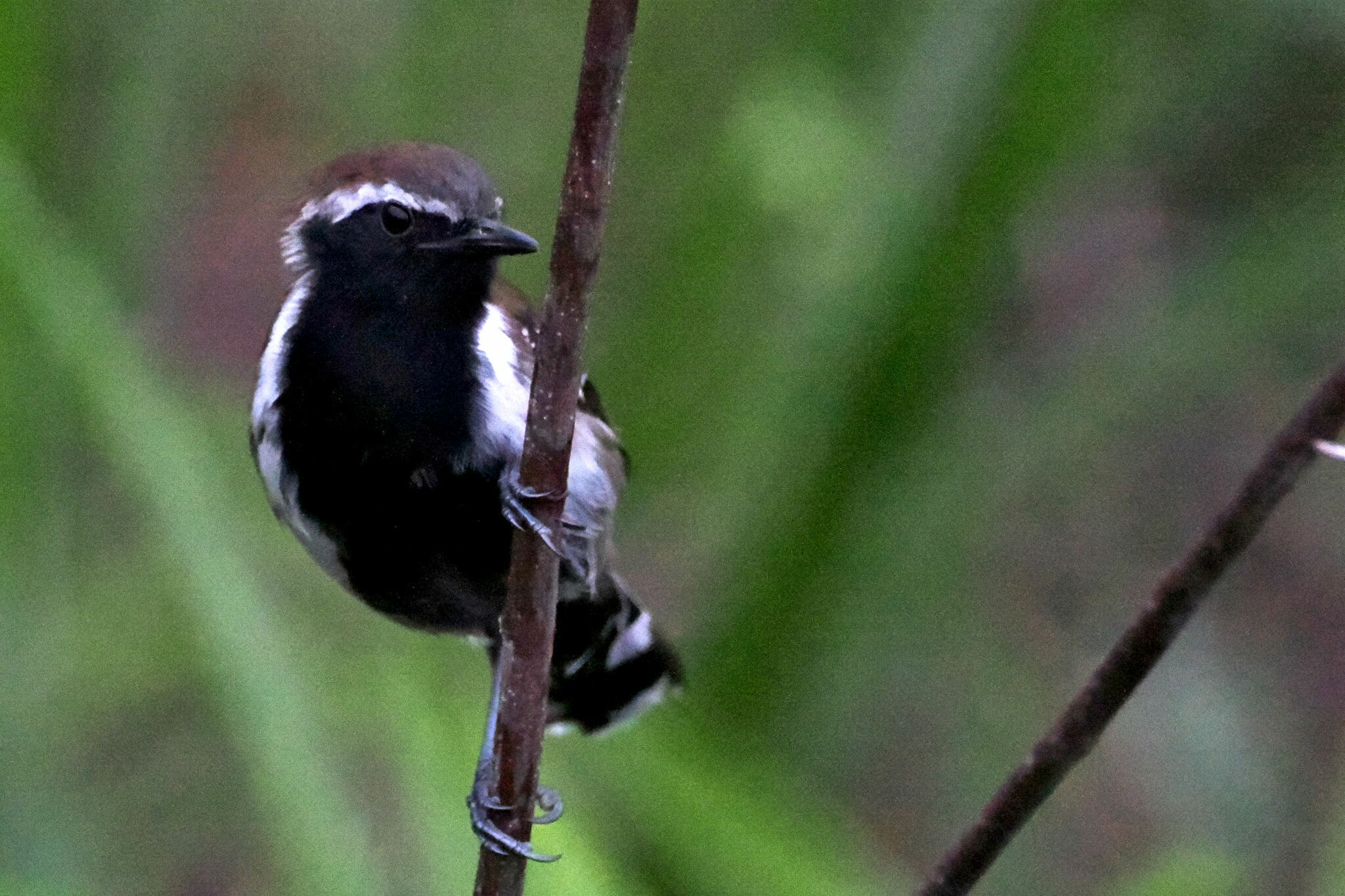 Sincora Antwren (Formicivora grantsaui), photo 7