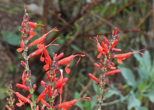 Image of Salvia exserta by no rights reserved