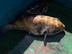 Sphoeroides annulatus