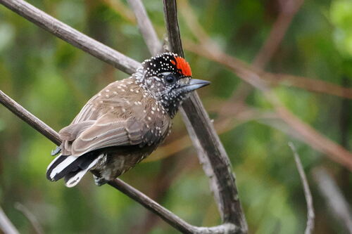 Spotted Piculet (Picumnus pygmaeus), photo 6