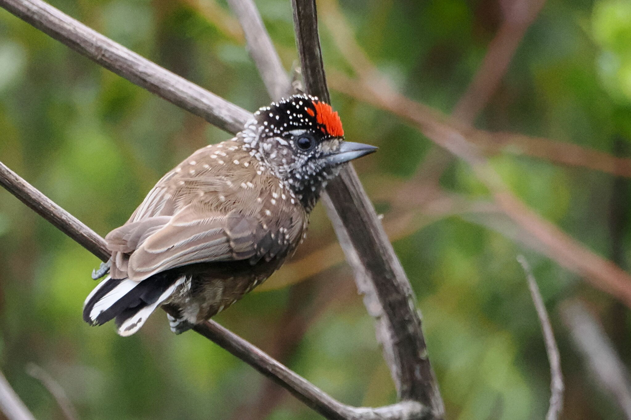 Spotted Piculet (Picumnus pygmaeus), photo 3