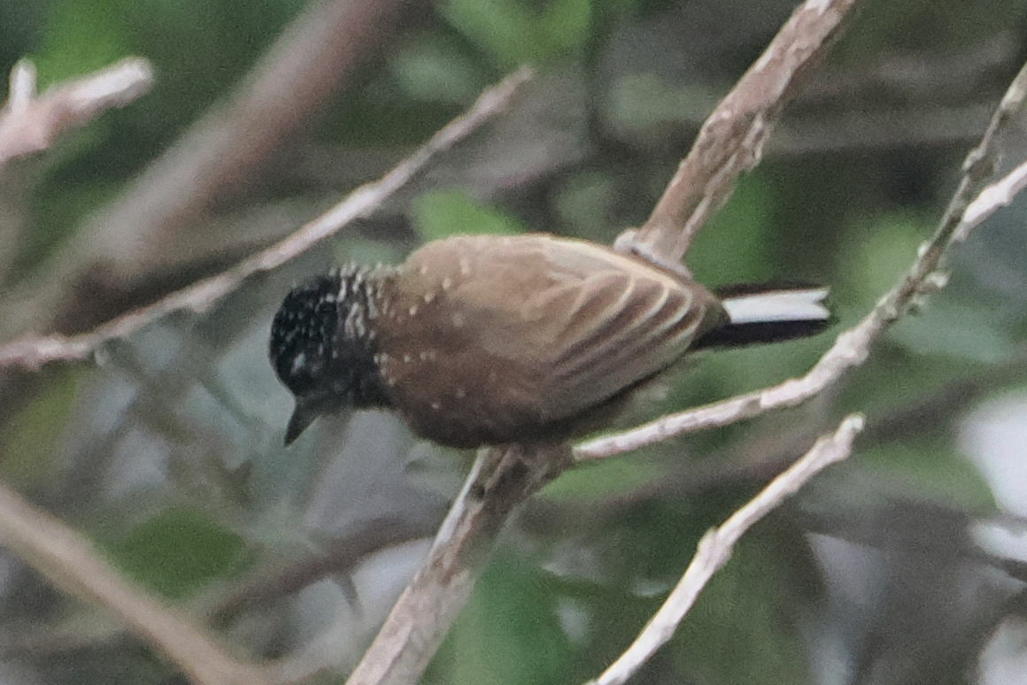 Spotted Piculet (Picumnus pygmaeus), photo 4
