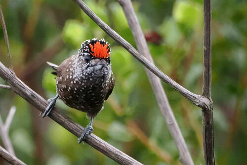 Spotted Piculet (Picumnus pygmaeus), photo 5