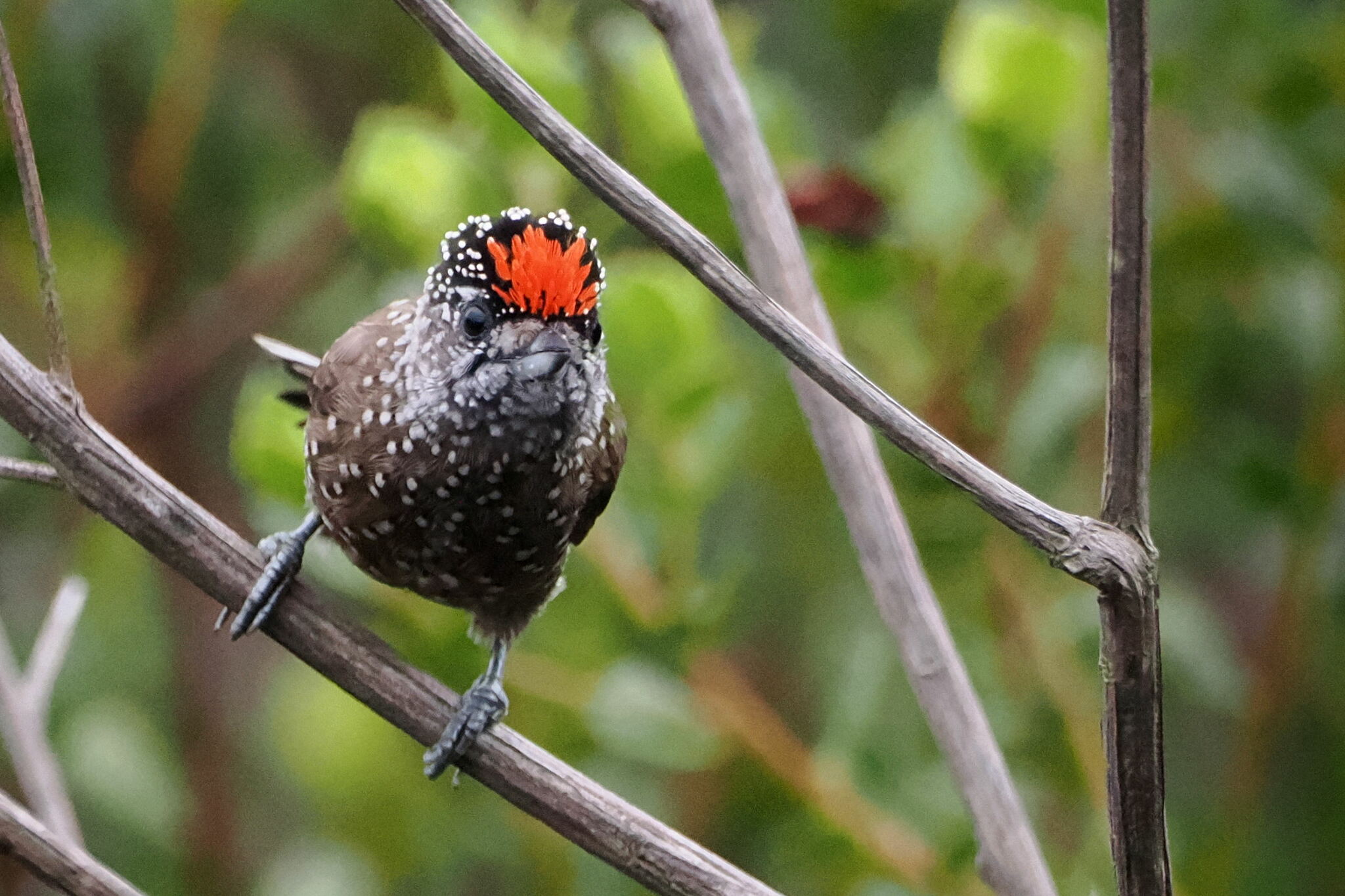 Spotted Piculet (Picumnus pygmaeus), photo 2