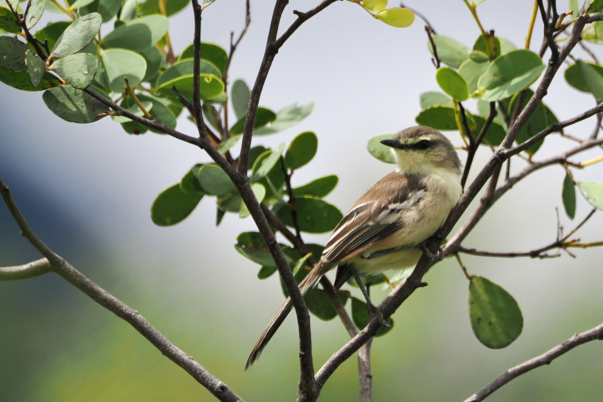 Bahia Wagtail-Tyrant (Stigmatura bahiae), photo 7