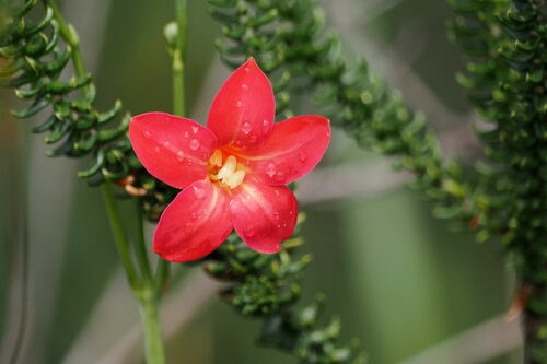 Calolisianthus pedunculatus (Calolisianthus pedunculatus)