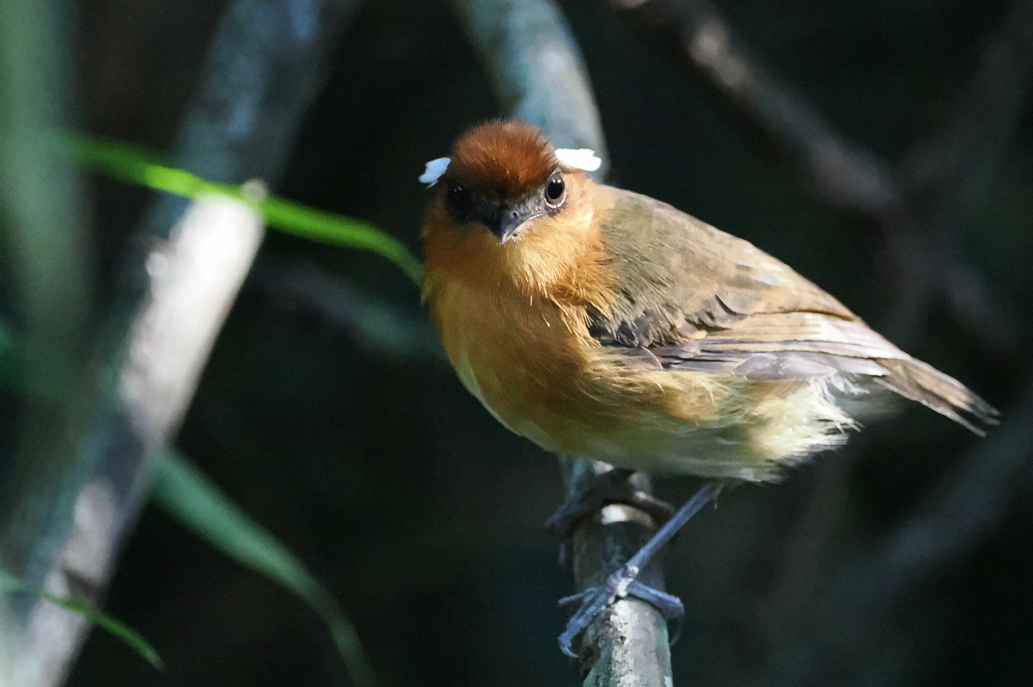 Ceara Gnateater (Conopophaga cearae), photo 2