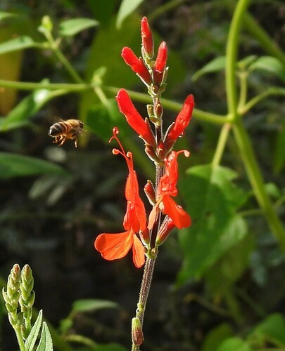 Image of Salvia exserta by no rights reserved