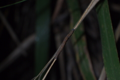 Poaphilini
