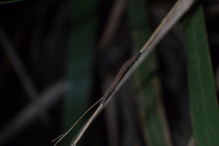 Poaphilini