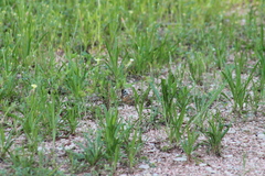Apaturinae