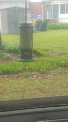 Passer domesticus