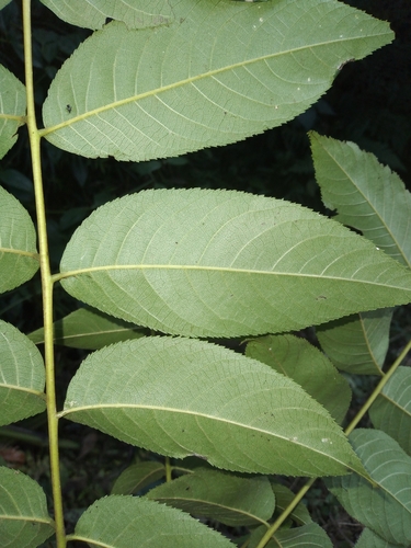 Bolivian walnut (Juglans boliviana)