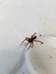 Trochosa sepulchralis