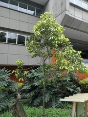 Cinnamomum verum