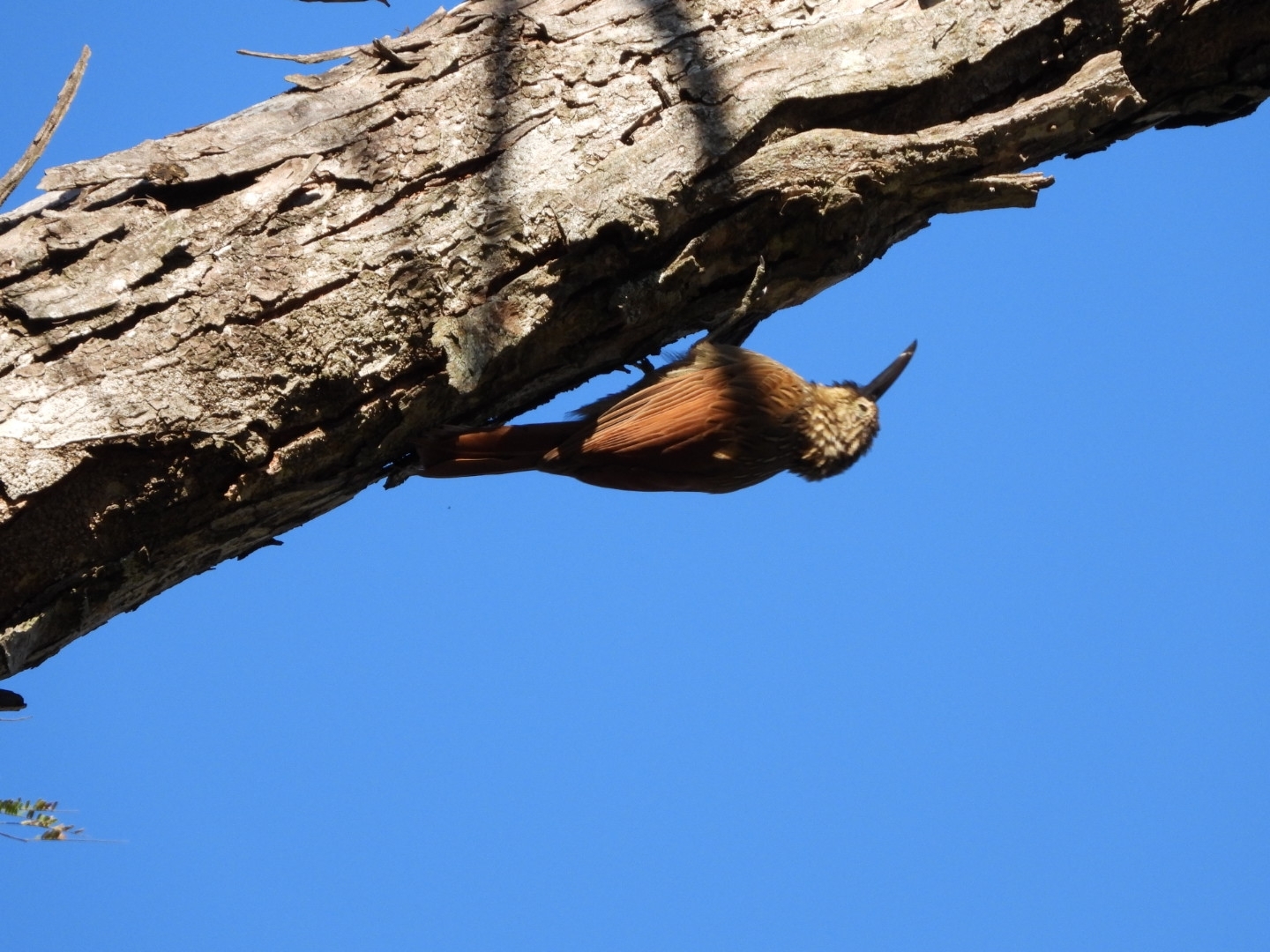 White-striped Woodcreeper (Lepidocolaptes leucogaster), photo 5