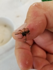 Trochosa sepulchralis