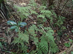 Parapolystichum microsorum pentangulare