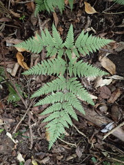 Parapolystichum microsorum pentangulare