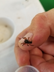 Trochosa sepulchralis