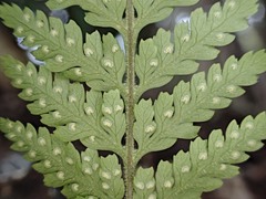 Parapolystichum microsorum pentangulare