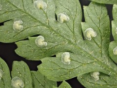 Parapolystichum microsorum pentangulare