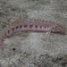 Italian Spined Loach - Photo (c) Daniele Seglie, some rights reserved (CC BY-NC), uploaded by Daniele Seglie