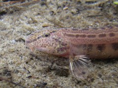 Italian Spined Loach photo 3