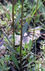 (c) Lauren McLaurin, some rights reserved (CC BY) Helenium brevifolium, photograph (c) Lauren McLaurin, some rights reserved (CC BY)