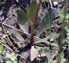 (c) Lauren McLaurin, some rights reserved (CC BY) Helenium brevifolium, photograph (c) Lauren McLaurin, some rights reserved (CC BY)