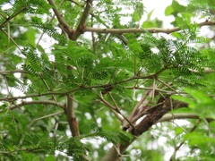 Vachellia kosiensis