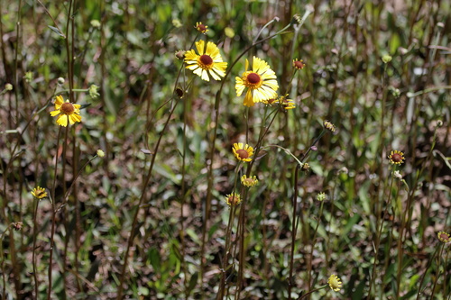 Shortleaf Sneezeweed (Helenium brevifolium)