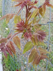 Ailanthus altissima