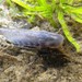 Lombardy Brook Lamprey - Photo (c) Daniele Seglie, some rights reserved (CC BY-NC), uploaded by Daniele Seglie