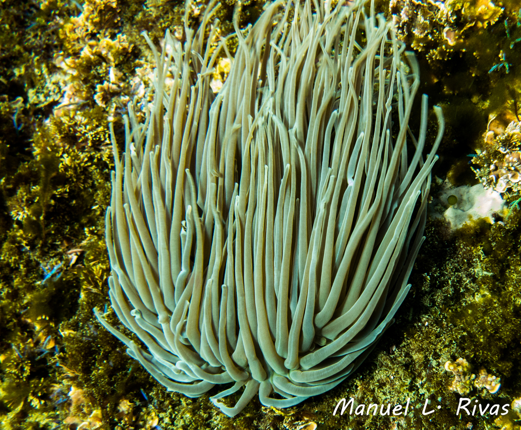 snakelocks anemone (Anemonia viridis) · iNaturalist