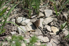 Erynnini