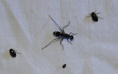 Taeniaptera trivittata