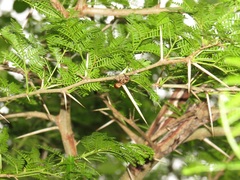 Vachellia kosiensis