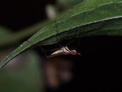 Telostylinus lineolatus