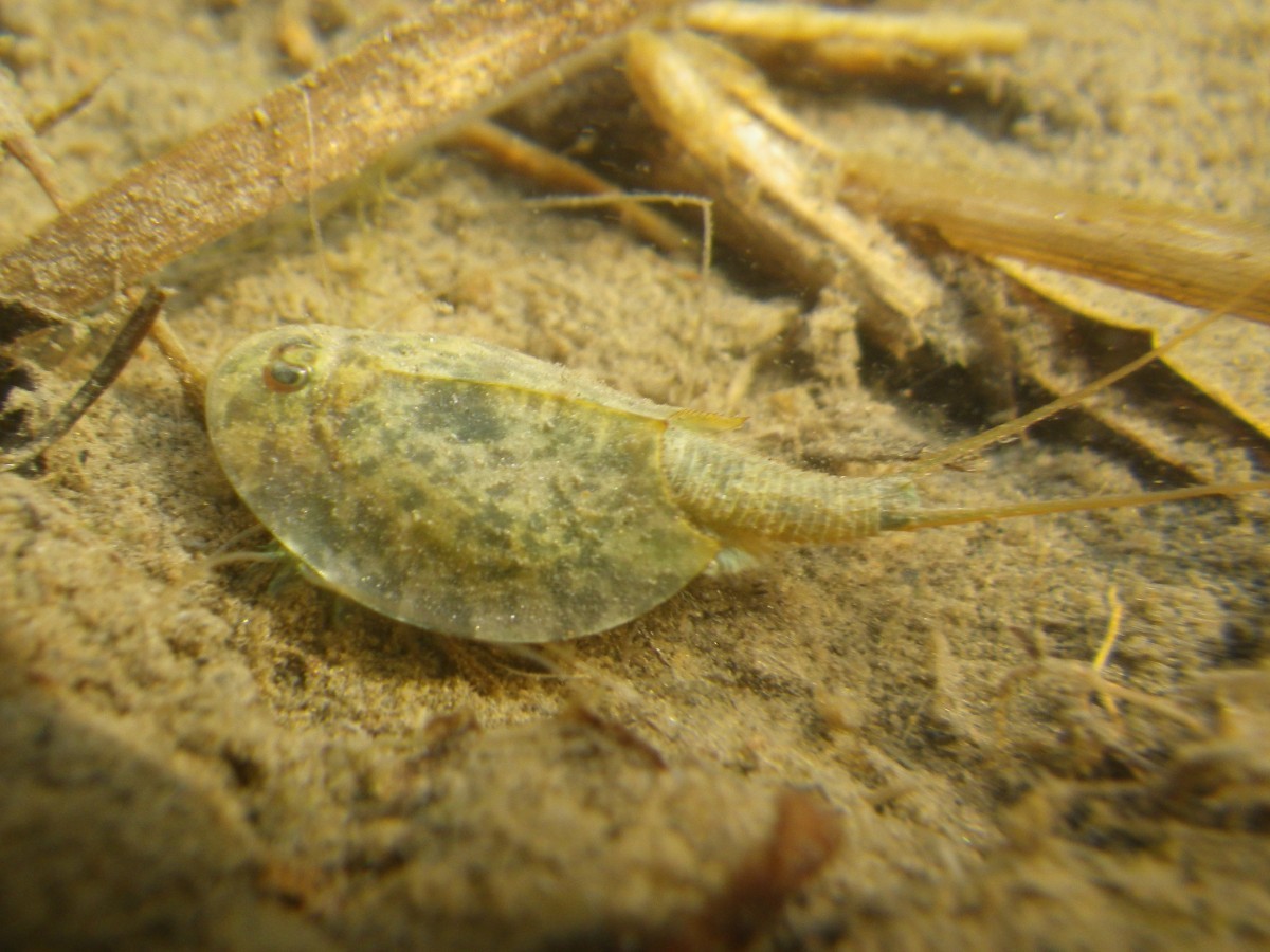 Triops cancriformis (Bosc, 1801)-Présentation