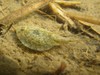 European Tadpole Shrimp - Photo (c) Daniele Seglie, some rights reserved (CC BY-NC), uploaded by Daniele Seglie
