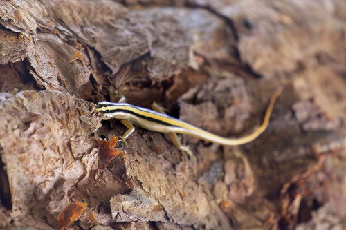 Banded Lipinia