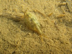 Triops cancriformis