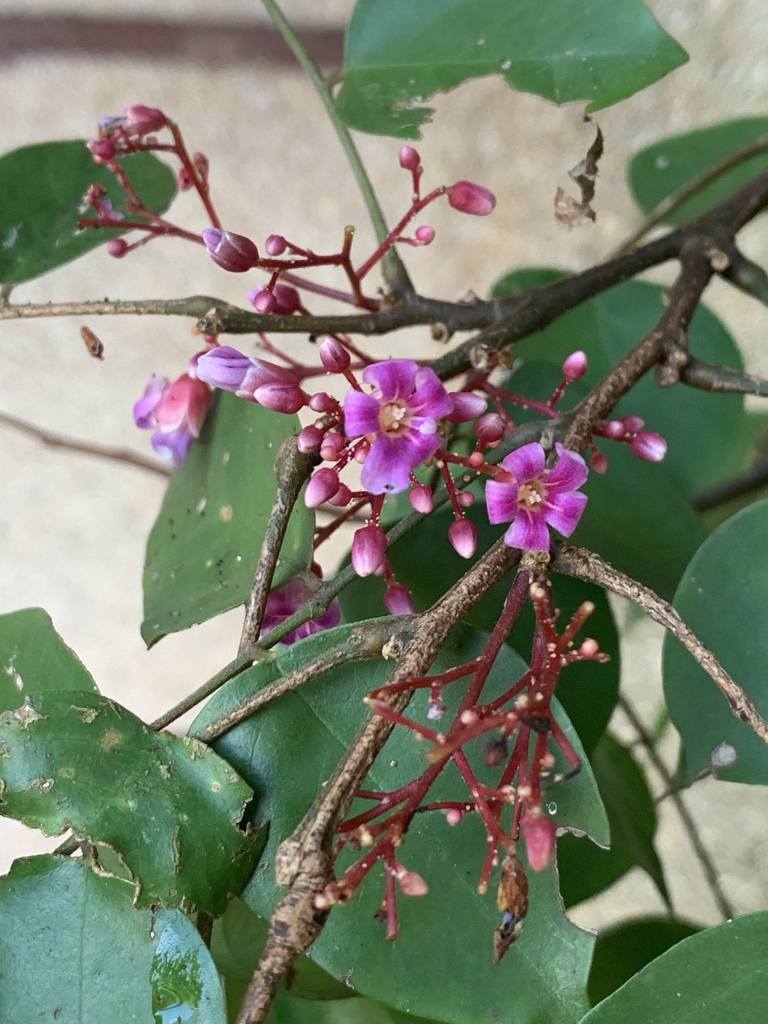 Imagem de Carambola