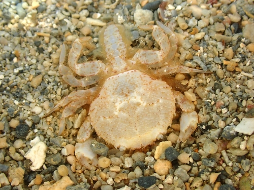 Kraussia rugulosa observed 2024-04-01