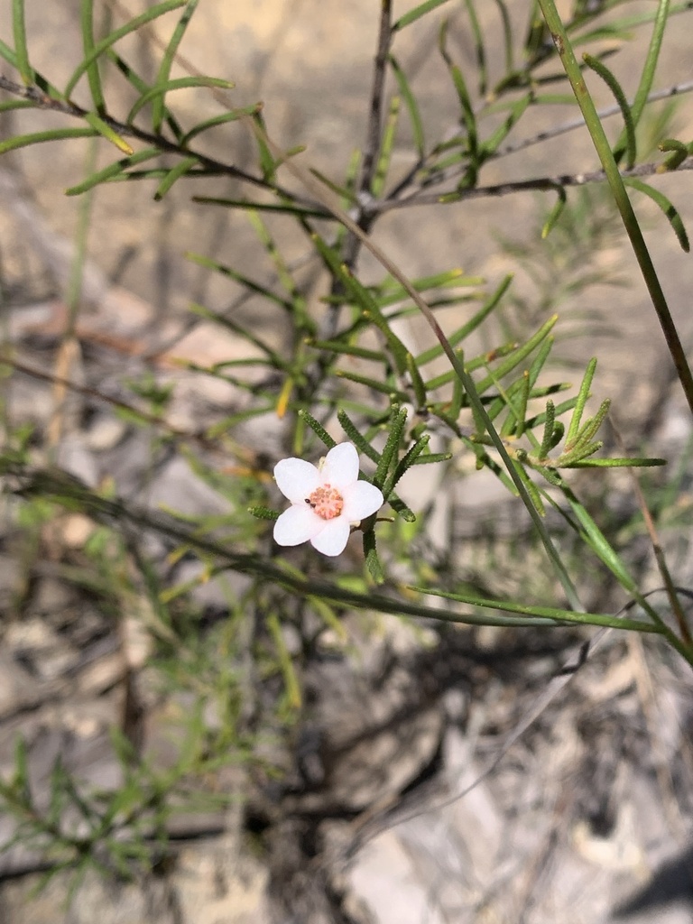 Something from Yengo National Park, Paynes Crossing, NSW, AU on April 3 ...