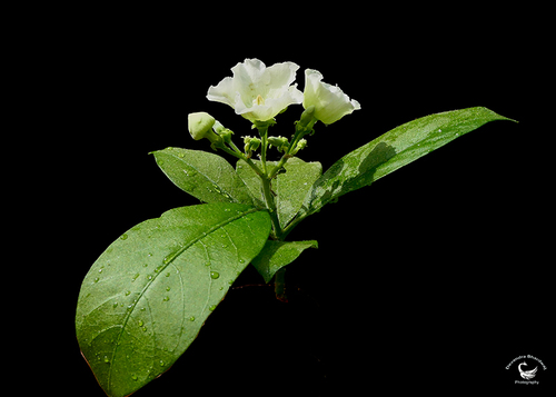 Vallaris solanacea