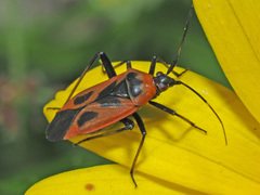 Calocoris nemoralis
