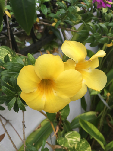 Allamanda cathartica